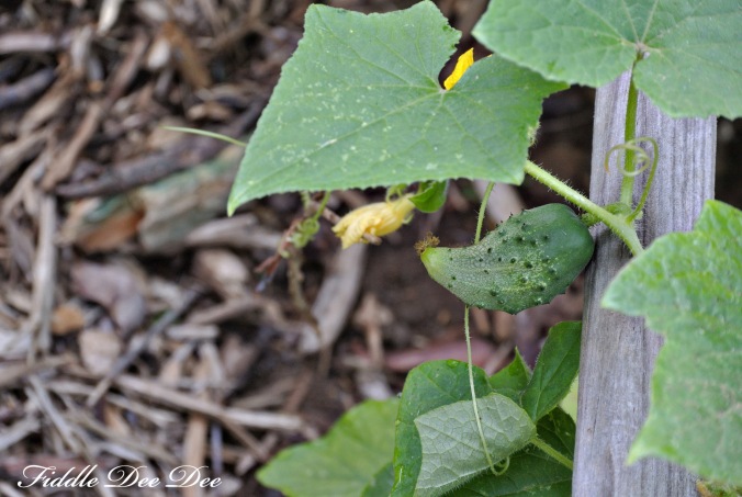 Pickling cucumbers starting to grow and show more that a bloom